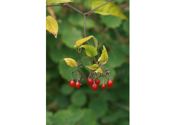 Bittersüßer Nachtschatten (Solanum dulcamara) - © Emanuel Trummer